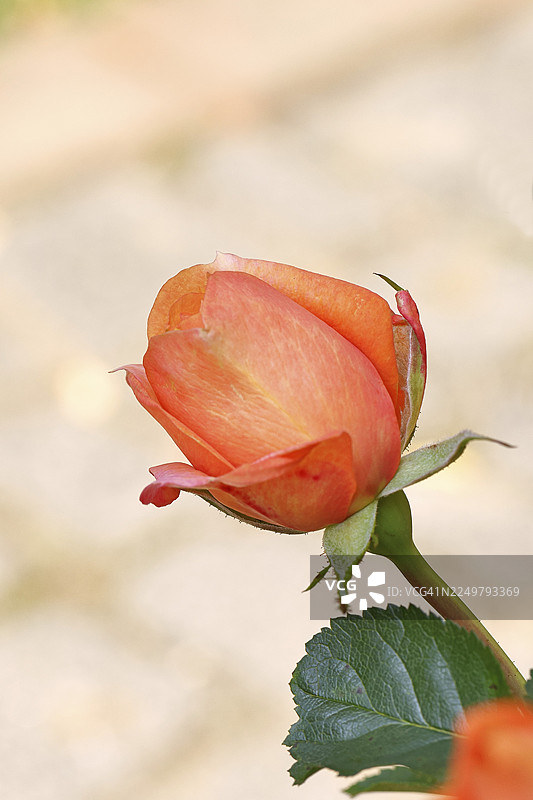 玫瑰花（蔷薇属），三文鱼色的花朵，在德国北莱茵-威斯特法伦州维尔恩斯多夫的花园里图片素材