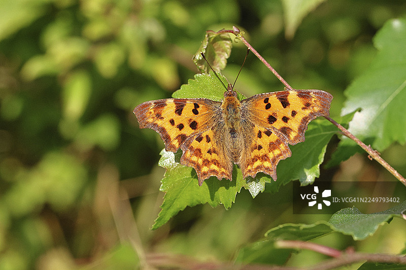 C型蛱蝶（Polygonia c-album），在白桦树叶（Betula）上展开翅膀，德国北莱茵-威斯特法伦州维尔恩斯多夫图片素材