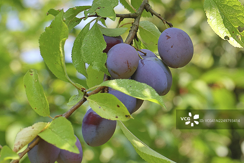 李子，欧洲李子（Prunus domestica），树上成熟的果实，秋季，德国北莱茵-威斯特法伦州威尔恩斯多夫图片素材