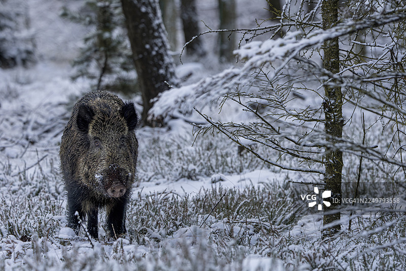 野猪（Sus scrofa）在发情期，在冬季景观、发情季节、冬林、丹麦的冬季景观中寻找溪流图片素材
