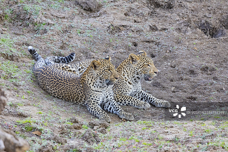 赞比亚，两只豹子兄弟（豹）图片素材
