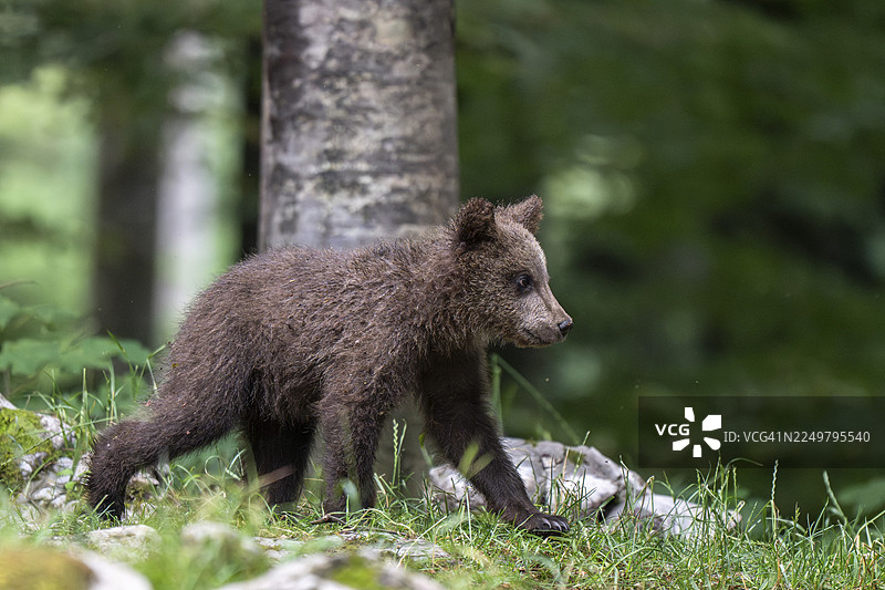 欧洲棕熊（Ursus arctos arctos），森林中的幼崽，斯洛文尼亚诺特兰斯卡地区图片素材