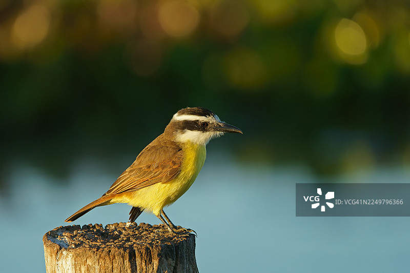 硫磺マスクタイラント (Pitangus sulphuratus)，泛滥区，巴西，南美洲图片素材