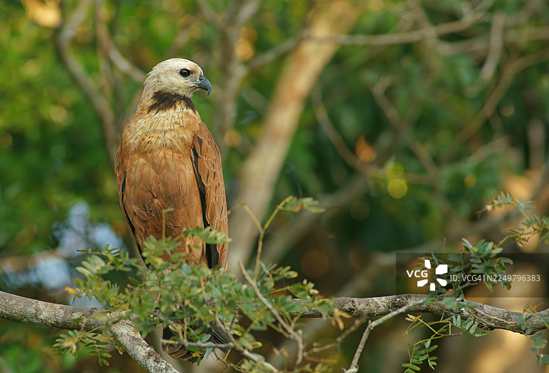 鱼鹰 (Busarellus nigricollis)，泛塔纳尔湿地，内陆，湿地，教科文组织生物圈保护区，世界遗产，湿地生境，马托格罗索，巴西，南美洲图片素材