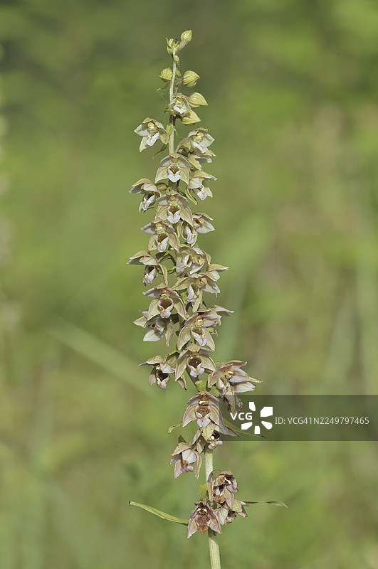 阔叶蜂兰（Epipactis helleborine）的花序，德国北莱茵-威斯特法伦州图片素材
