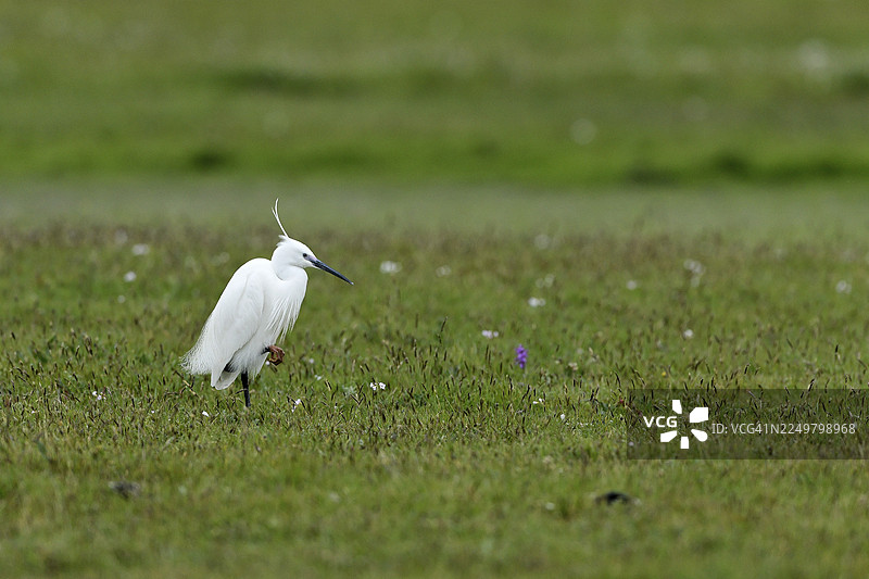 荷兰北荷兰省泰瑟尔草地里站立的小白鹭（Egretta garzetta）图片素材