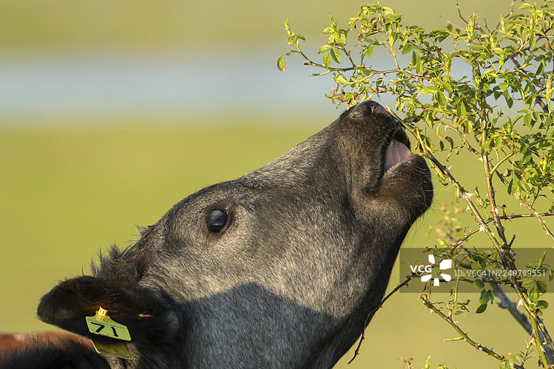 英格兰，英国，成年家牛（Bos taurus）在树篱中啃食野蔷薇灌木图片素材