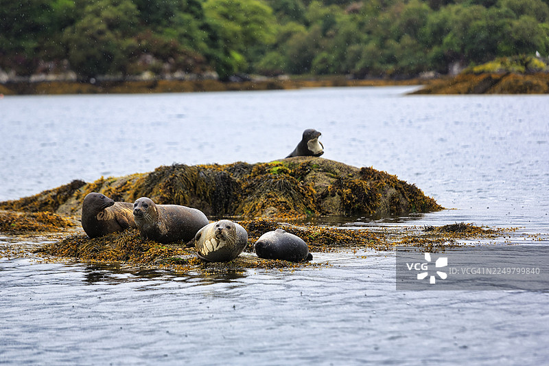 灰海豹（Halichoerus grypus），海豹岛上的海豹群，雨天，格伦加里夫，班特里湾，贝拉半岛沿海公路，科克郡，野性大西洋之路，爱尔兰图片素材