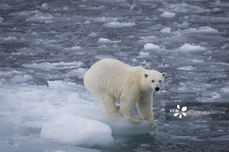 北极熊(Ursus maritimus),位于斯瓦尔巴群岛(Svalbard and Jan Mayen archipelago)斯匹次卑尔根岛(Spitsbergen Island)北纬82度处,在浮冰上图片素材