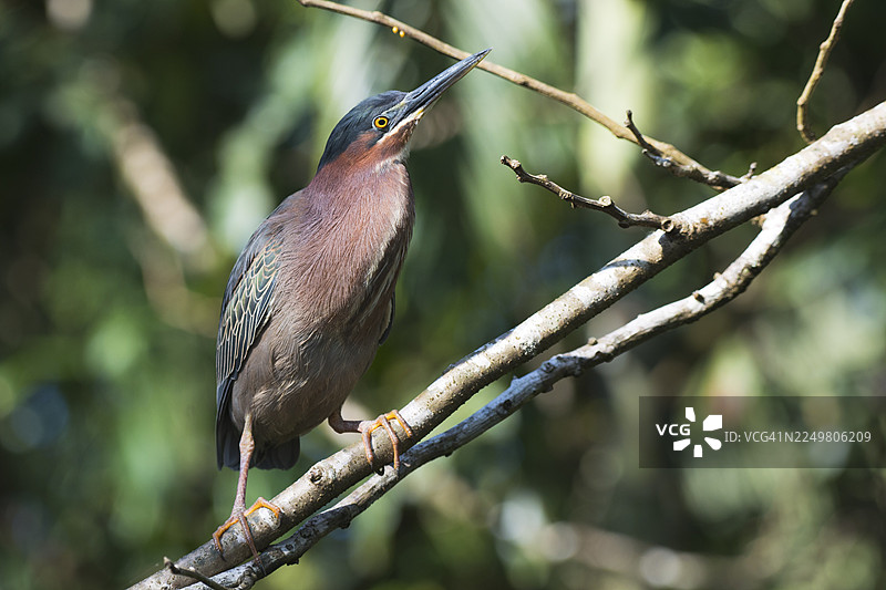 红树林鹭（Butorides striata），托尔图格罗国家公园，哥斯达黎加图片素材