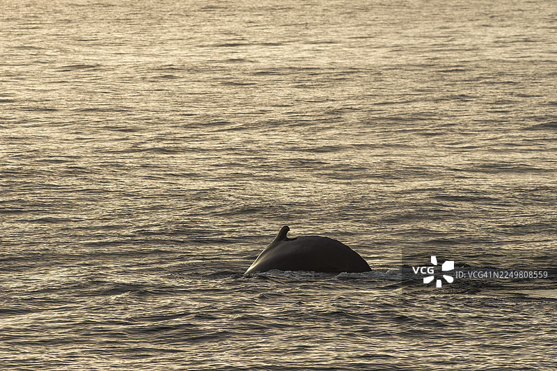 潜水的座头鲸(Megaptera novaeangliae),巴伦支海,东北地,斯瓦尔巴特群岛和扬马延群岛,挪威图片素材