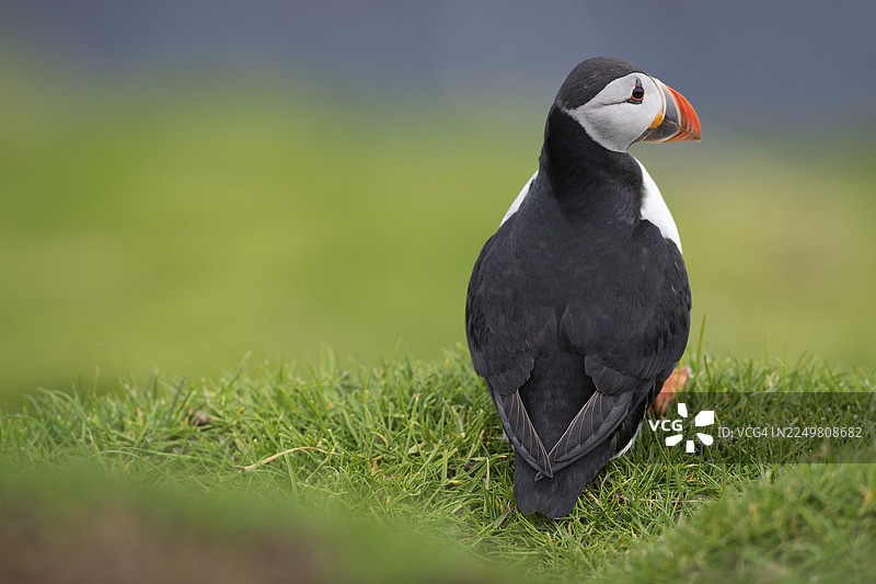 海鹦（Fratercula arctica），米基内斯，法罗群岛，丹麦图片素材