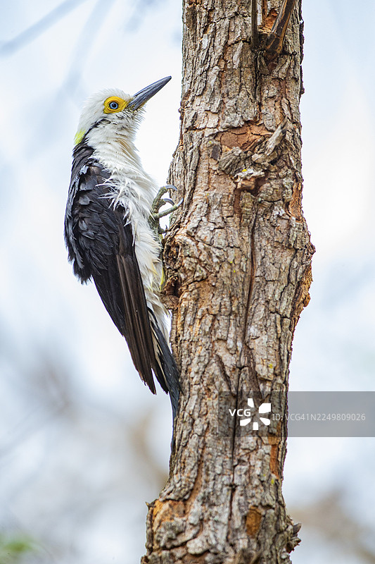 白啄木鸟 (Melanerpes candidus) 巴西潘塔纳尔湿地图片素材