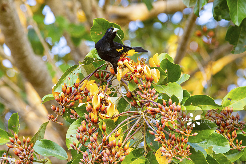 黄臀鹟（Cacicus cela） 巴西潘塔纳尔湿地图片素材