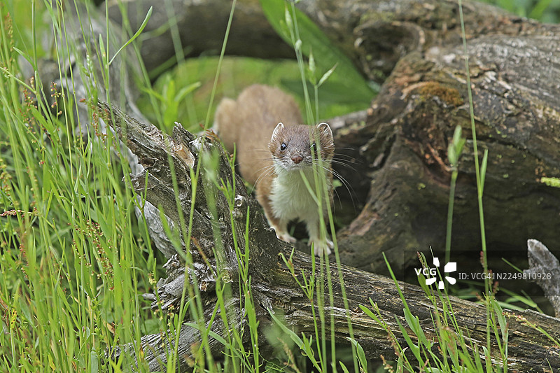 白鼬（学名：Mustela erminea），又称伶鼬图片素材