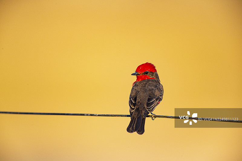 巴西潘塔纳尔的朱红霸鹟（Pyrocephalus rubinus）图片素材