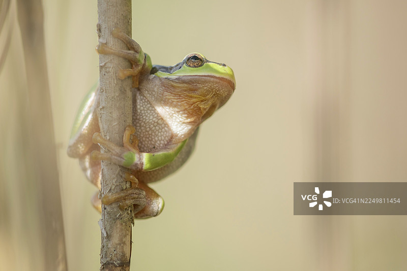 普通树蛙（Hyla arborea）栖息在森林边缘的植被中。法国大东部大区阿尔萨斯地区下莱茵省。图片素材