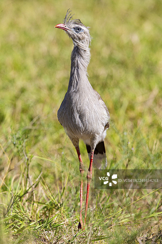 红脚山鹑（Cariama cristata）巴西潘塔纳尔湿地图片素材