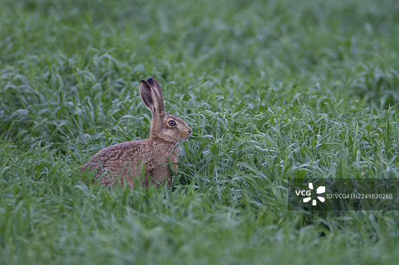 一只成年野兔（野兔）在英国萨福克郡春季的农田谷类作物田里图片素材