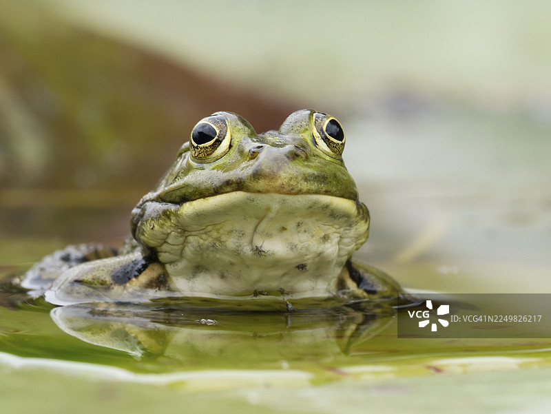 绿蛙（Pelophylax esculentus）肖像，北莱茵-威斯特法伦州，德国图片素材