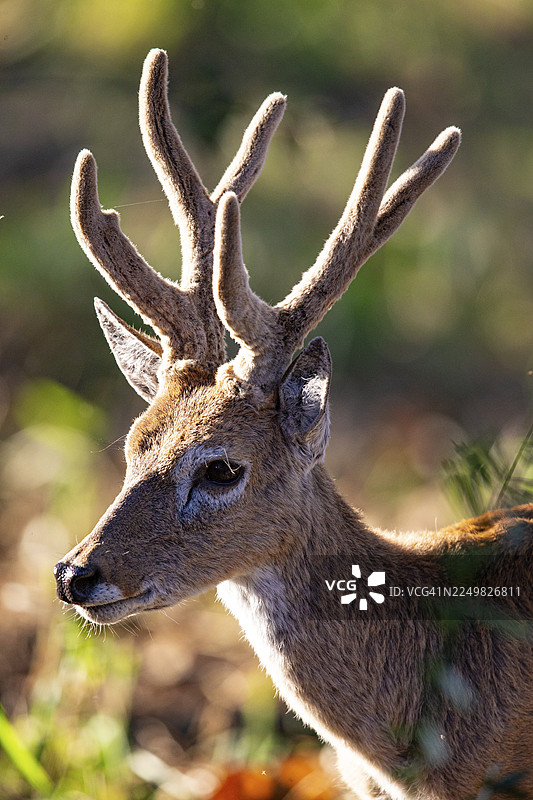 潘帕斯鹿（Ozotoceros bezoarticus） 巴西潘塔纳尔湿地图片素材