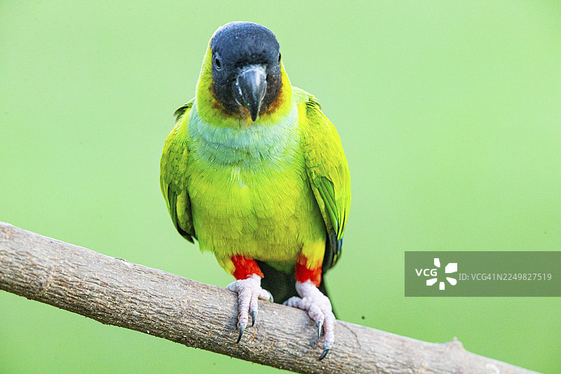 南迪锥尾鹦鹉（Aratinga nanday） 巴西潘塔纳尔湿地图片素材