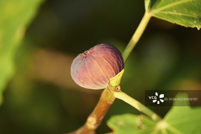 夏季的无花果（Ficus carica），克罗地亚克雷斯岛图片素材