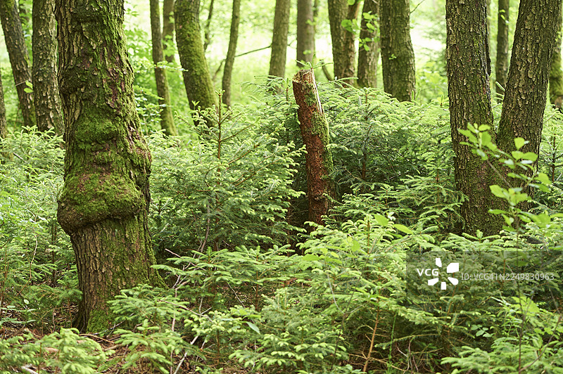 初夏时节，一片年轻的挪威云杉（Picea abies）森林的景观图片素材