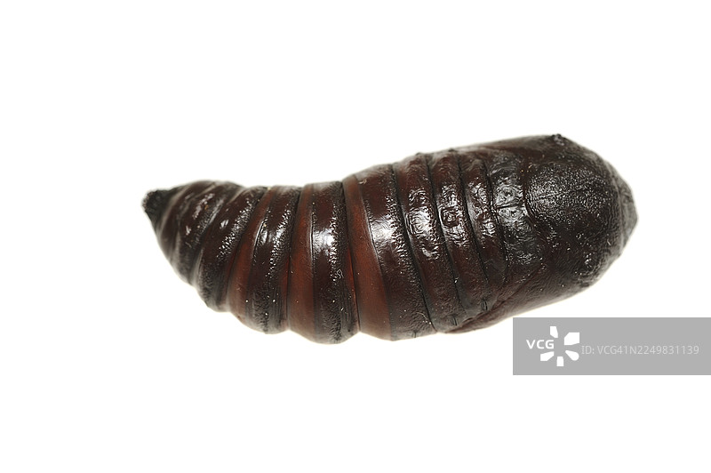 印度月神蛾（Actias selene）的蛹，白色背景，人工饲养，亚洲分布图片素材