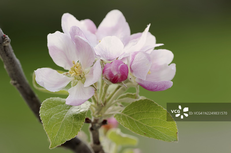 苹果树（Malus domestica），花朵，北莱茵-威斯特法伦州，德国图片素材