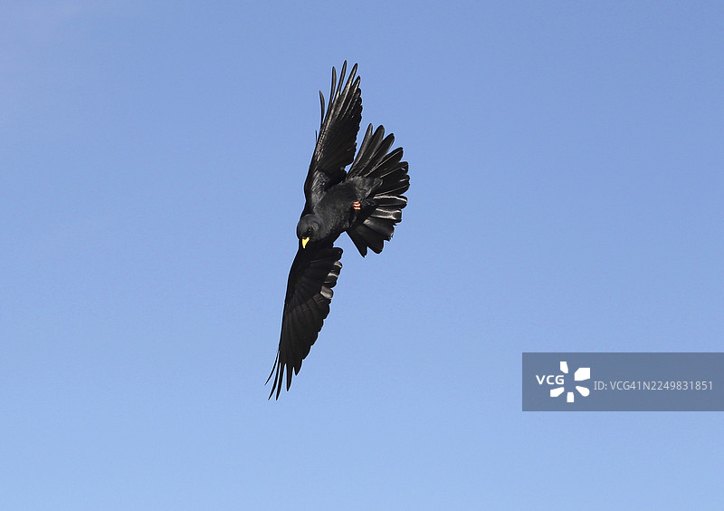 阿尔卑斯山雕（Pyrrhocorax graculus）在蓝天中飞翔，瑞士圣加仑图片素材