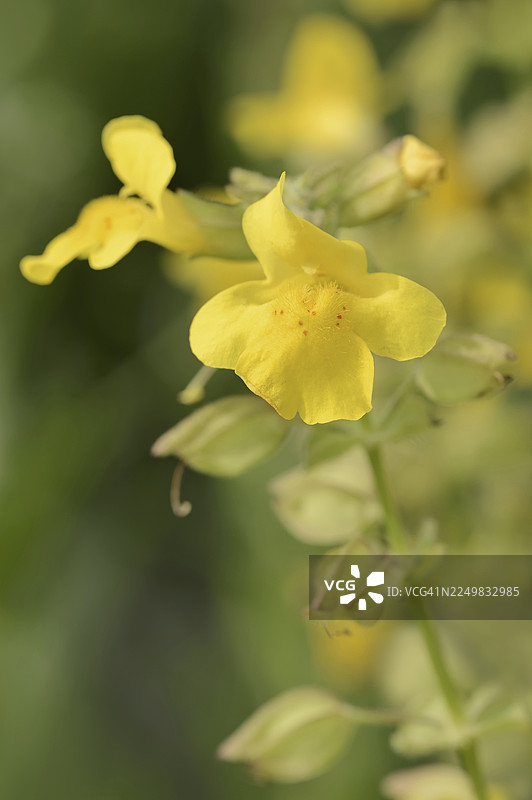 常见猴面花（Mimulus guttatus），花卉，观赏植物，原产于北美图片素材