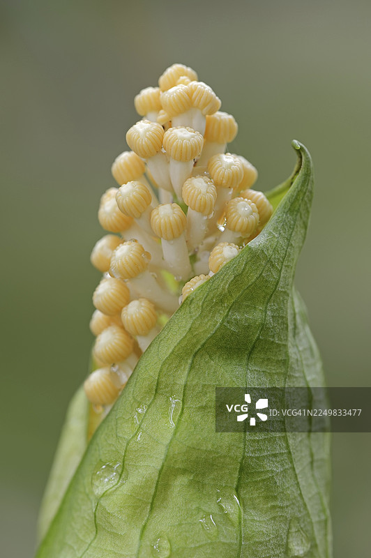 马蹄莲（Taccarum caudatum），花序，南美洲分布图片素材