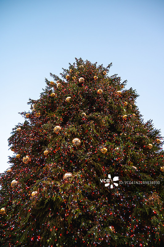 伦敦的圣诞树图片素材