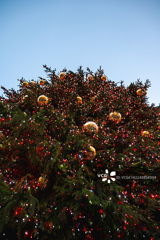 伦敦的圣诞树图片素材