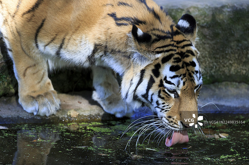 一只老虎正在饮水，水中有它的倒影，西伯利亚虎，阿穆尔虎，（Phantera tigris altaica），幼崽图片素材