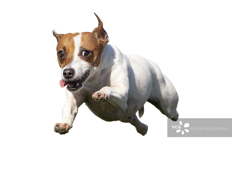 一只快乐的杰克罗素梗犬幼犬在空中飞跃，孤立在白色背景上图片素材