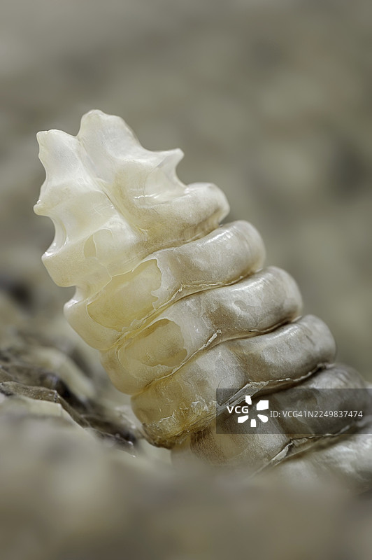 墨西哥西海岸响尾蛇（Crotalus basiliscus），尾部有响板，圈养，分布于墨西哥图片素材