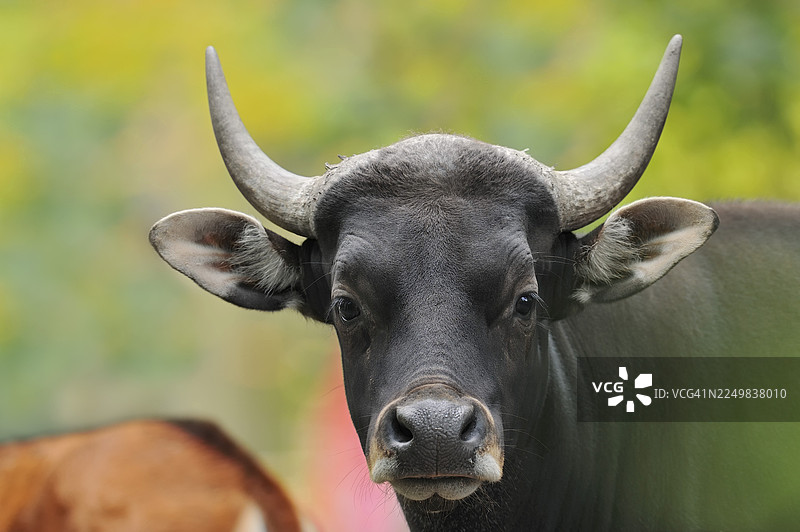 坦巴杜（爪哇野牛），公牛，肖像，圈养，分布于东南亚图片素材