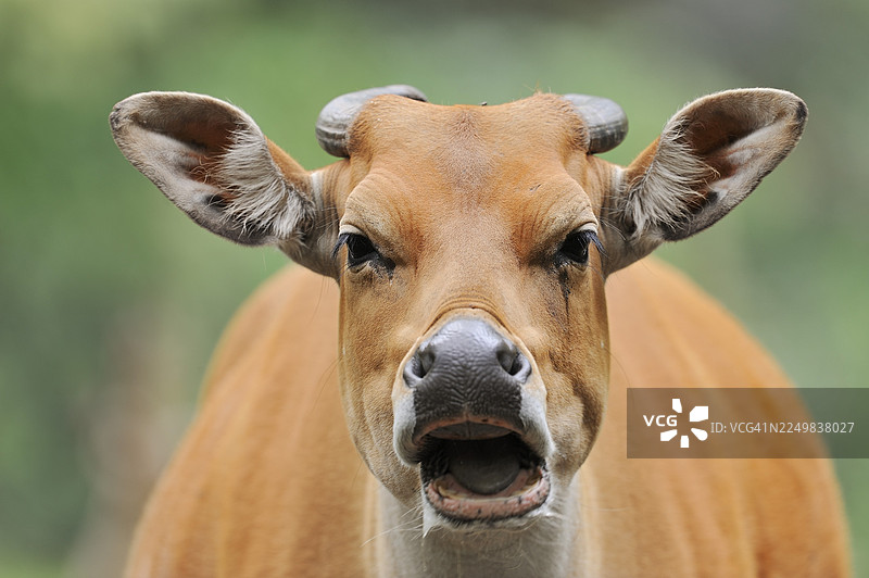 坦巴杜（爪哇野牛），雌性，肖像，圈养，东南亚分布图片素材
