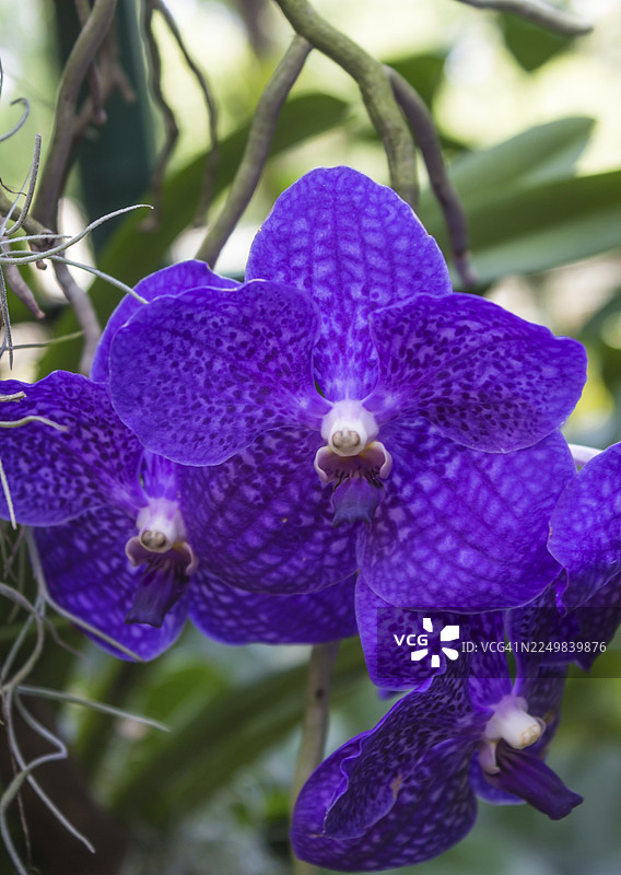 新加坡植物园里的蓝色紫色带斑点的兰花图片素材