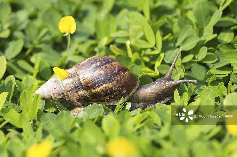 热带棕色蜗牛在绿草上图片素材