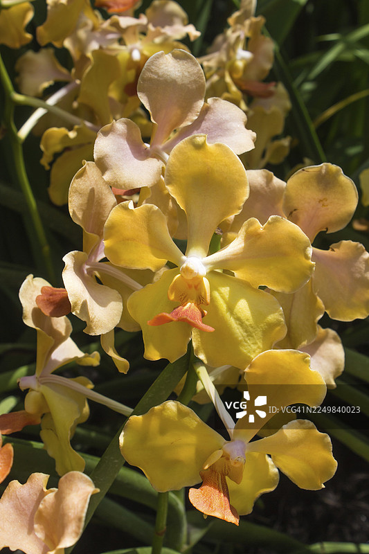 新加坡植物园里的黄橙色兰花图片素材