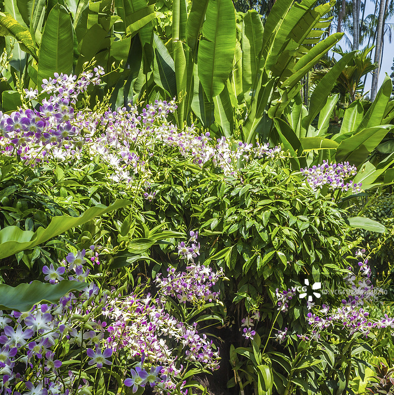 新加坡植物园内，白色的紫色兰花与热带植物图片素材