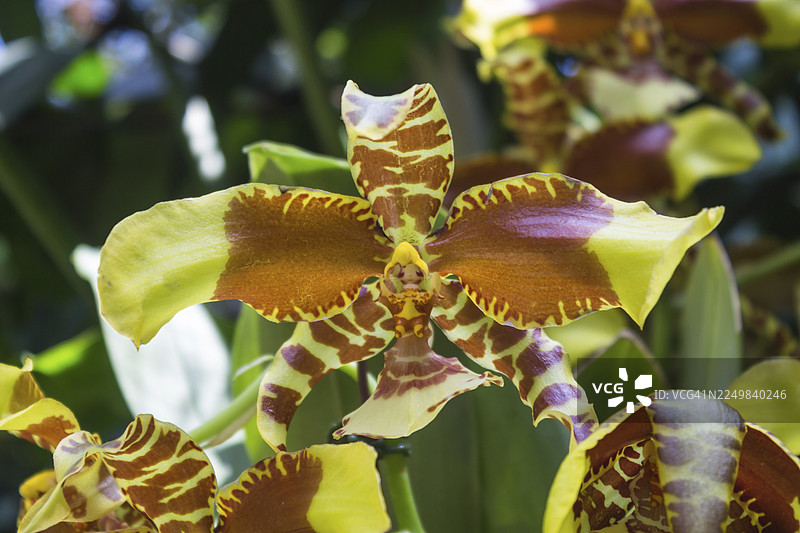 新加坡植物园的棕绿色兰花图片素材