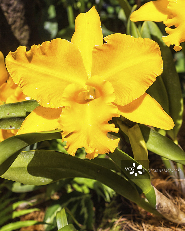 新加坡植物园里的黄橙色兰花图片素材