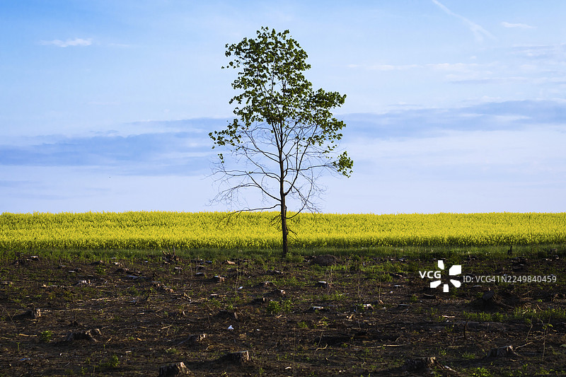 被砍伐后孤零零的枫树，背景是蓝色的日落天空和黄色的田野图片素材