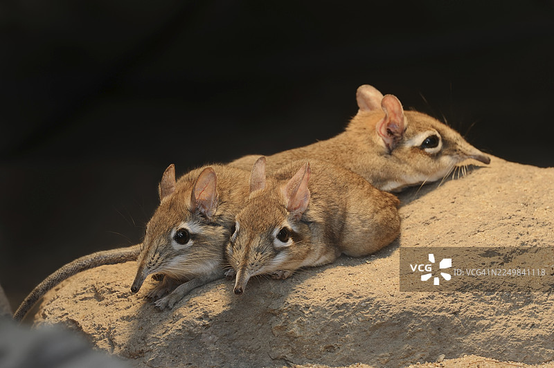 红棕象鼩（Galegeeska rufescens, Elephantulus rufescens），圈养，分布于东非图片素材