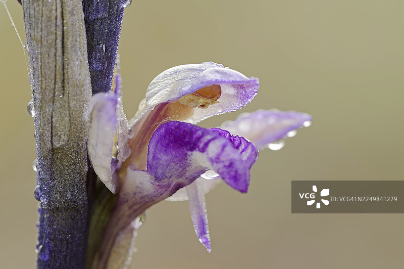 紫花白芨（Limodorum abortivum），花，普罗旺斯，法国南部图片素材