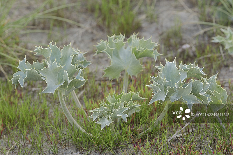 海滨刺芹 (Eryngium maritimum)，卡马格，普罗旺斯，法国南部图片素材